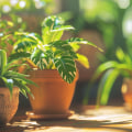 How Top Air Purifying Plants Improve Performance Of 18x20x1 Air Filters