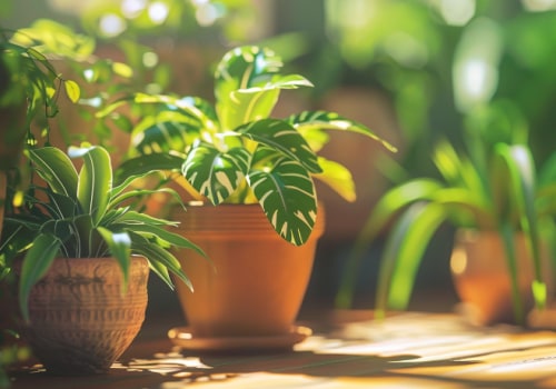 How Top Air Purifying Plants Improve Performance Of 18x20x1 Air Filters